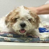 Cactus Pet Hospital LLC ico