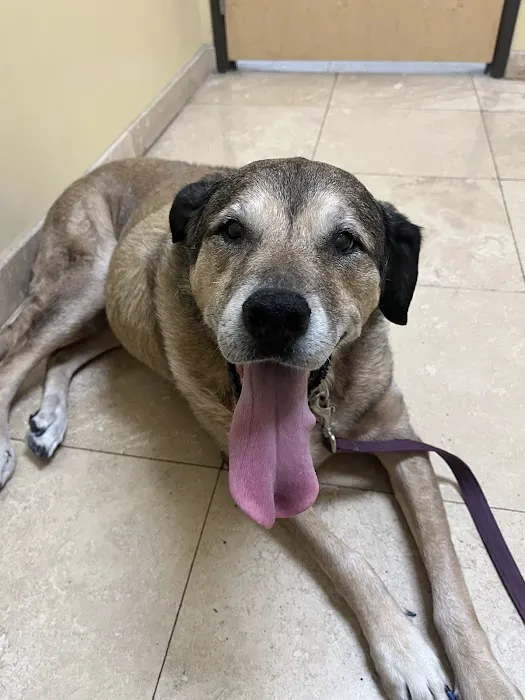 Dreaming Summit Animal Hospital Picture 5