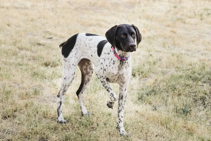 Dreaming Summit Animal Hospital Picture 8