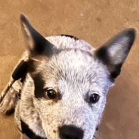 Dreaming Summit Animal Hospital ico