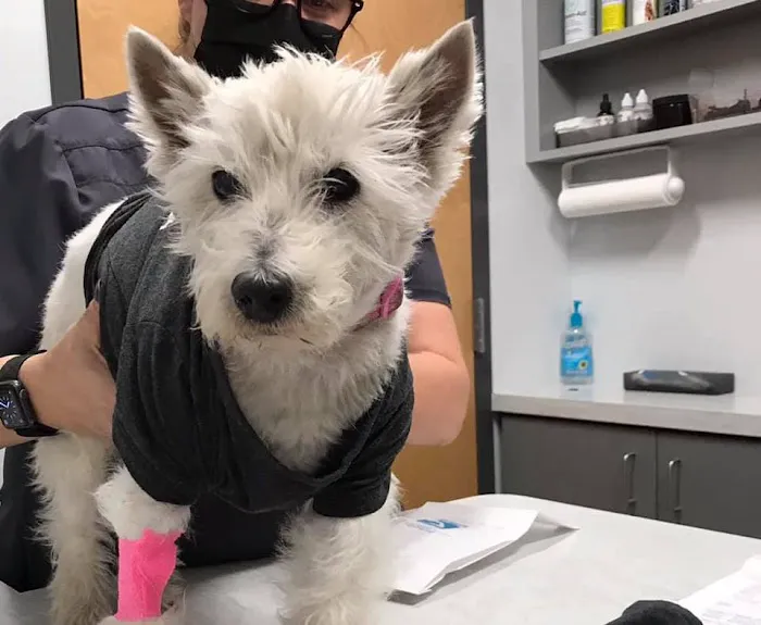 Sunburst Animal Hospital Picture 3