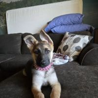 Sunburst Animal Hospital ico