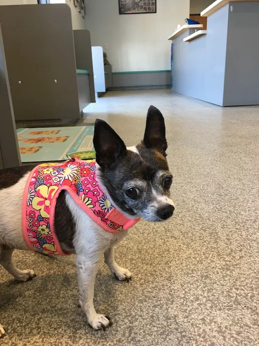 Sunburst Animal Hospital Picture 4