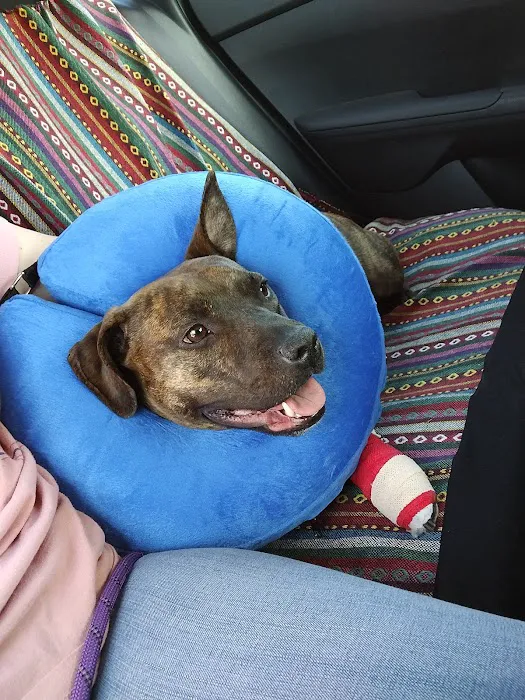 Lovet Pet Health Care - Arrow Picture 3
