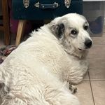 Lovet Pet Health Care - Arrow