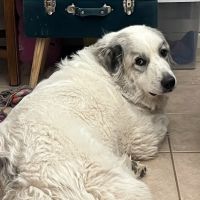 Lovet Pet Health Care - Arrow ico