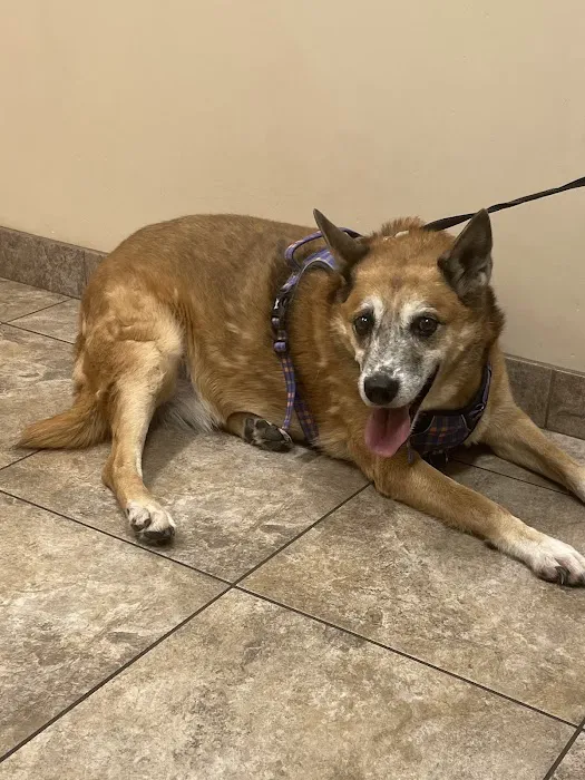 Lovet Pet Health Care - Arrow Picture 8