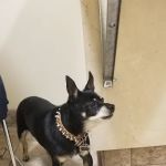 Arrow Animal Hospital PLC: Payton Willow DVM