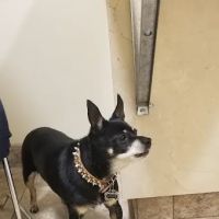 Arrow Animal Hospital PLC: Payton Willow DVM ico