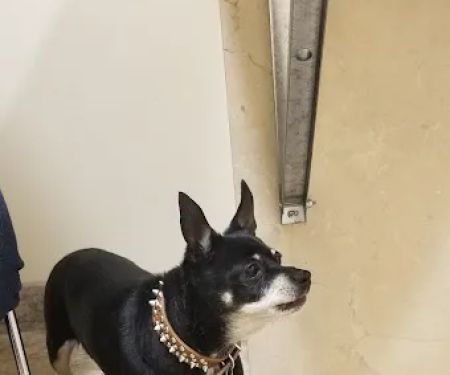 Arrow Animal Hospital PLC: Payton Willow DVM