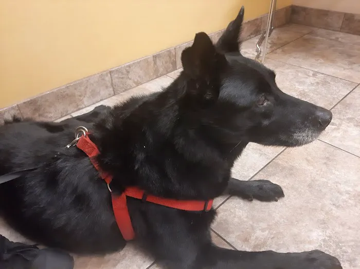 Arrow Animal Hospital PLC: Payton Willow DVM Picture 4