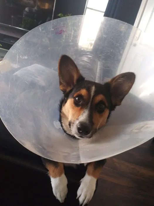 Metro Pet Spay & Neuter Picture 8