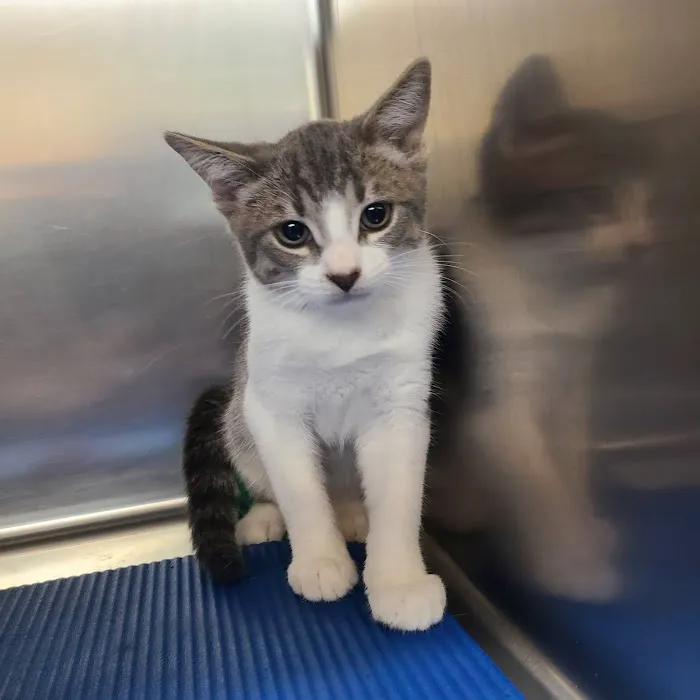 Metro Pet Spay & Neuter Picture 9