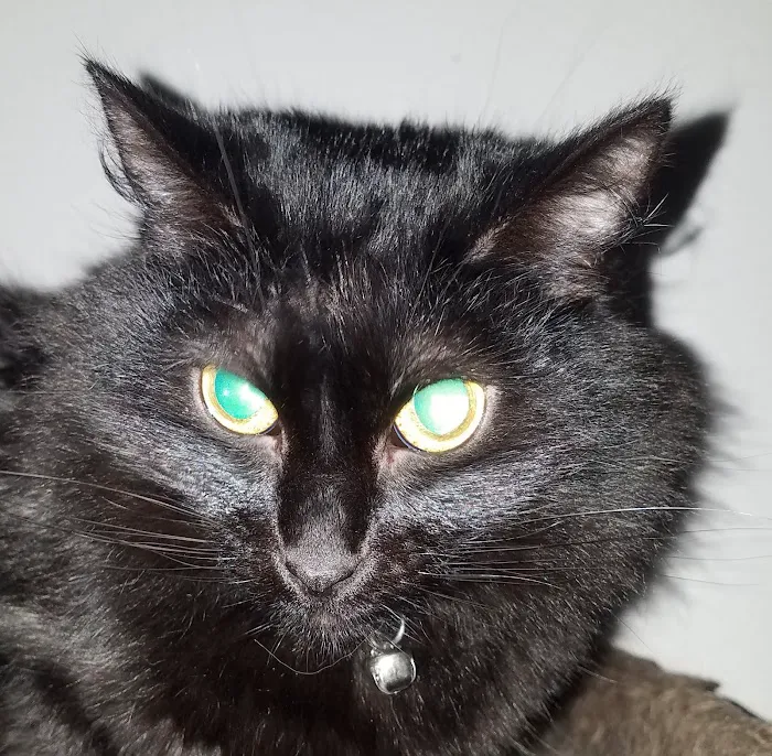 Metro Pet Spay & Neuter Picture 4