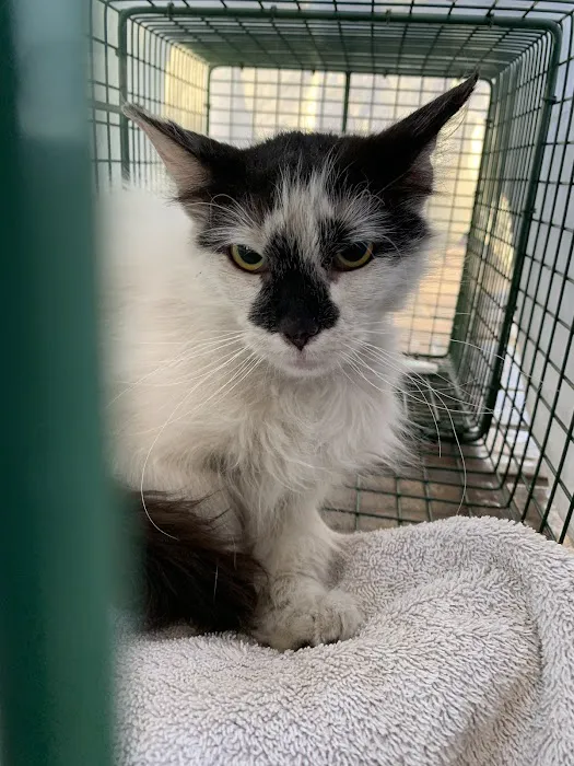 Metro Pet Spay & Neuter Picture 6