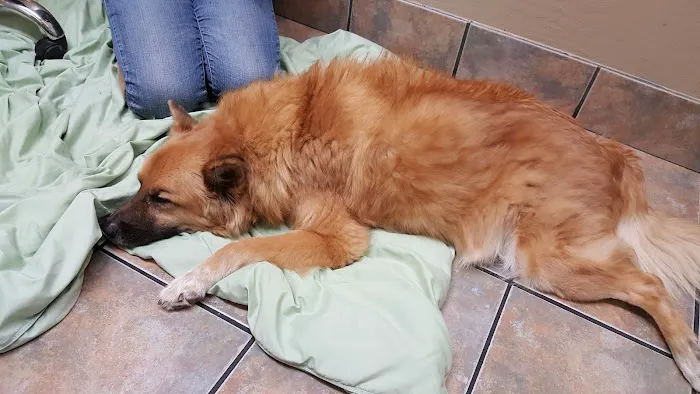 Lovet Pet Health Care - Roadrunner Picture 3