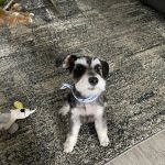 Lovet Pet Health Care - Roadrunner