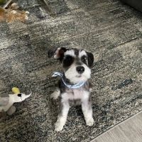 Lovet Pet Health Care - Roadrunner ico