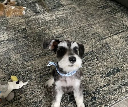 Lovet Pet Health Care - Roadrunner