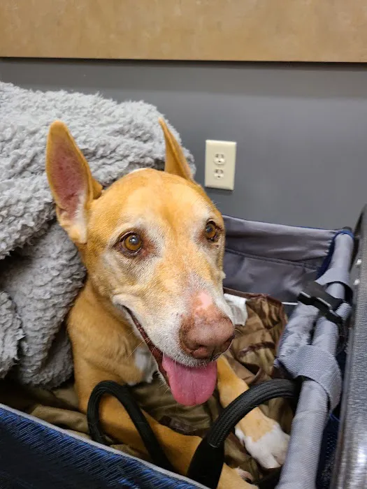 Lovet Pet Health Care - Roadrunner Picture 4