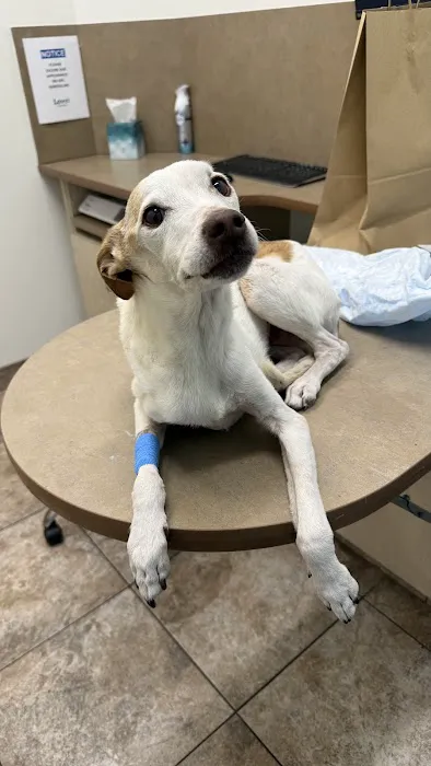 Lovet Pet Health Care - Roadrunner Picture 2