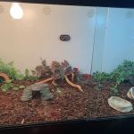 LLLReptile & Supply Phoenix