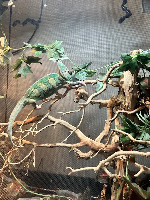 LLLReptile & Supply Phoenix Picture 3