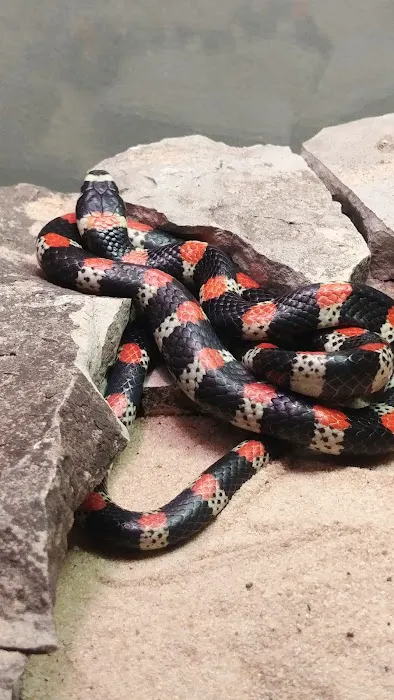 LLLReptile & Supply Phoenix Picture 6