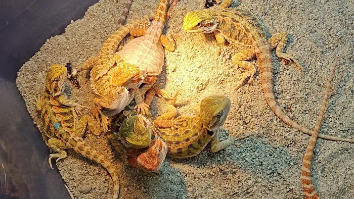 Tree of Life Exotic Pet Medical Center Picture 8