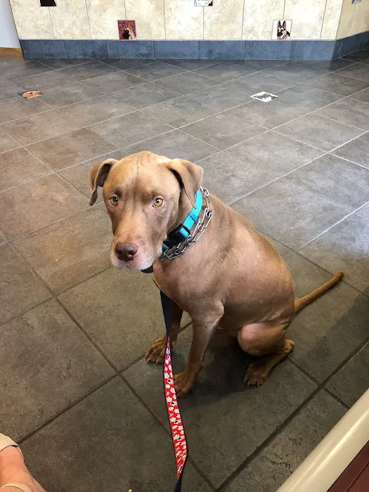 Foothills Animal Hospital Picture 7
