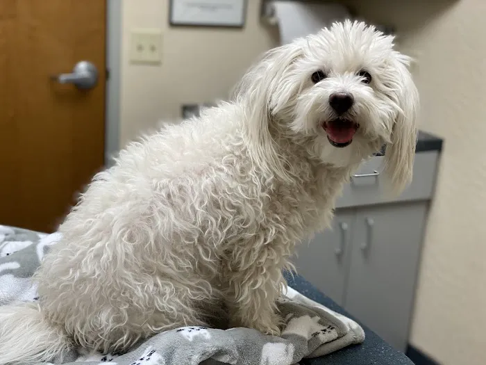 Foothills Animal Hospital Picture 3