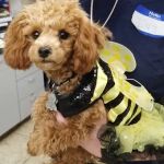 Foothills Animal Hospital