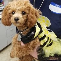 Foothills Animal Hospital ico