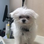Agua Fria Animal Hospital