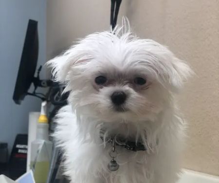 Agua Fria Animal Hospital