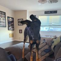The Complete Pet Animal Hospital ico