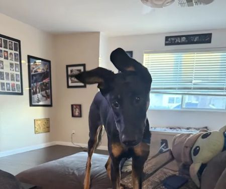 The Complete Pet Animal Hospital