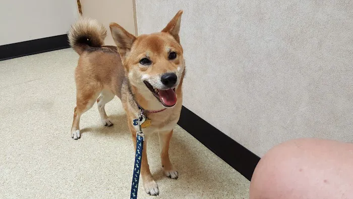 Peoria Animal Hospital Picture 4