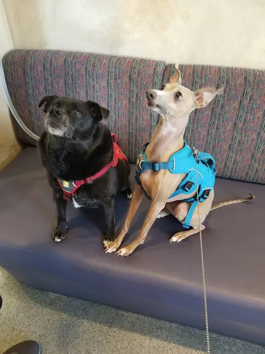 Ahwatukee Animal Care Hospital Picture 7