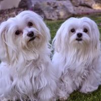 Ahwatukee Animal Care Hospital ico