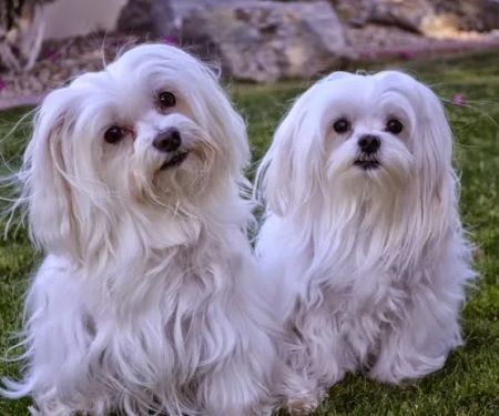 Ahwatukee Animal Care Hospital