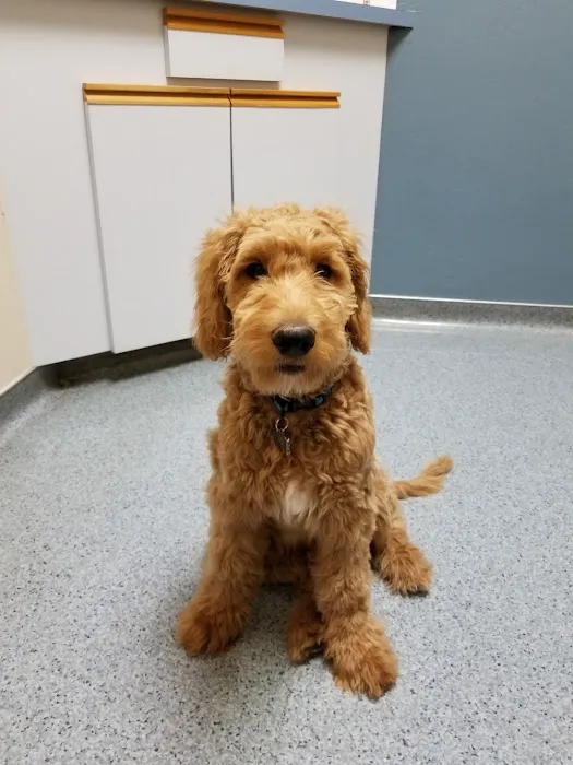 Ahwatukee Animal Care Hospital Picture 8