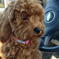 Ahwatukee Commons Veterinary Hospital ico