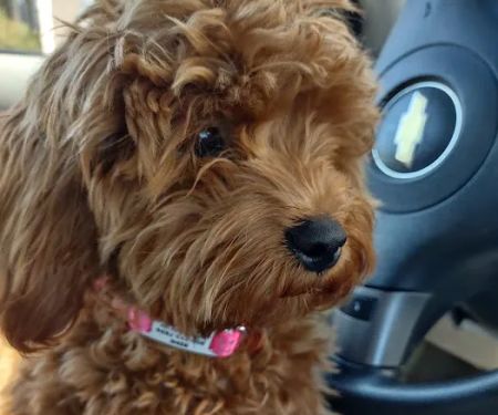 Ahwatukee Commons Veterinary Hospital