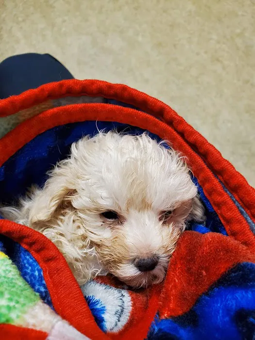 Ahwatukee Commons Veterinary Hospital Picture 10