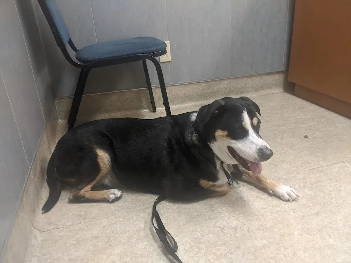 Ahwatukee Commons Veterinary Hospital Picture 8