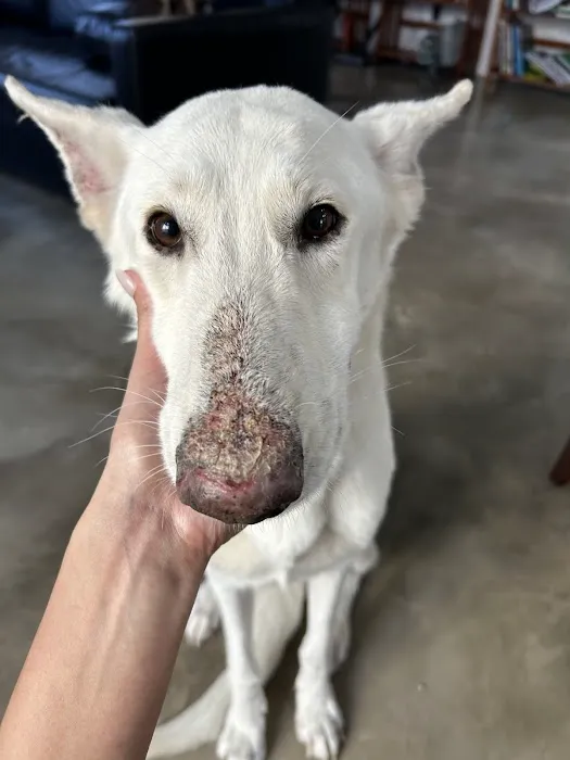 Dermatology for Animals Goodyear Picture 9