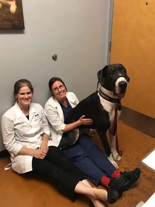 Dermatology for Animals Goodyear Picture 5