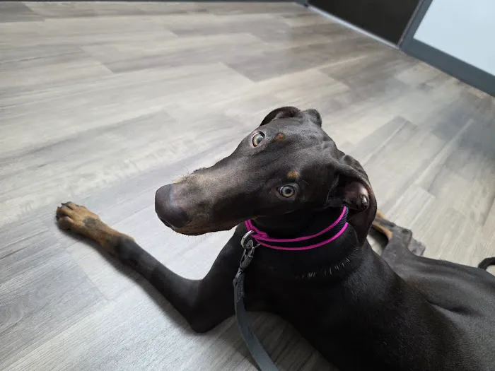 Livewell Animal Urgent Care of Goodyear Picture 4