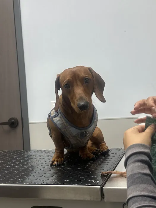 Livewell Animal Urgent Care of Goodyear Picture 1